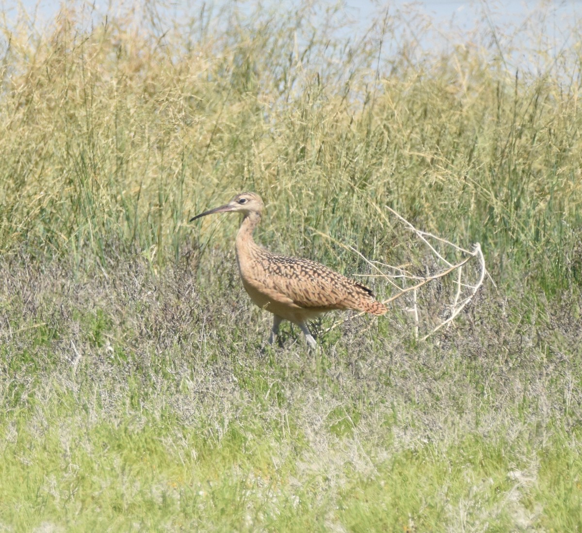 Long-billed Curlew - ML620471807