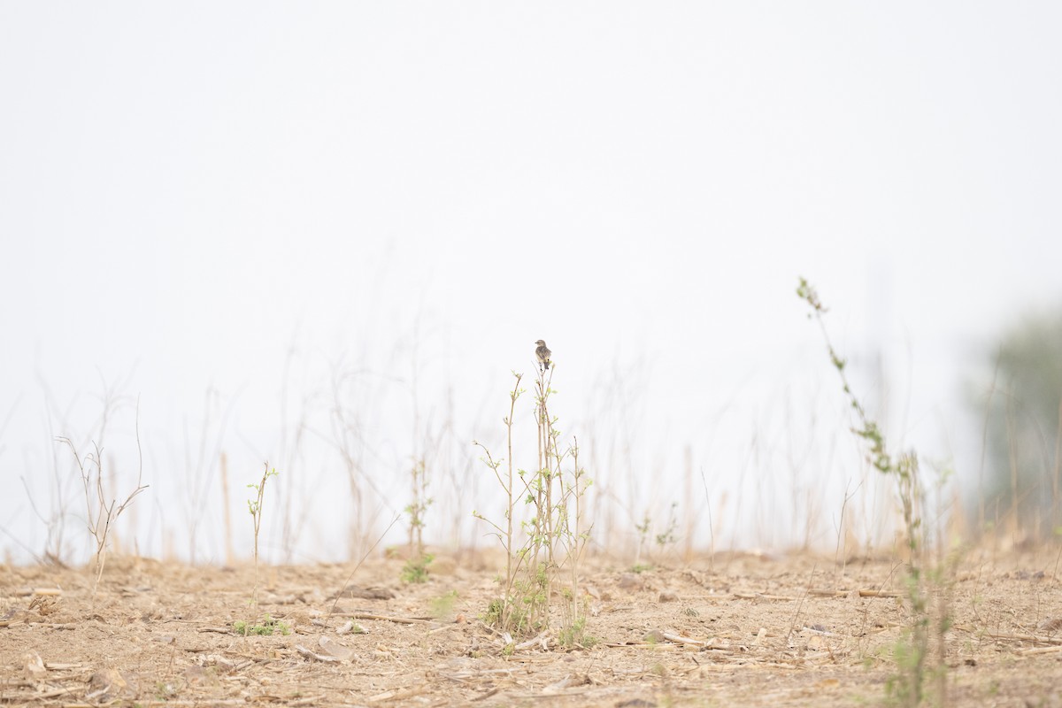 Amur Stonechat - Edward Zheng