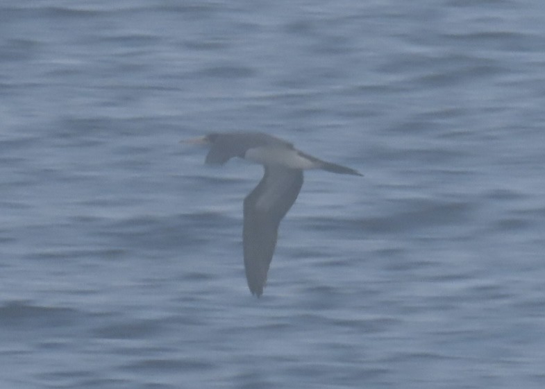 Brown Booby - ML620471819