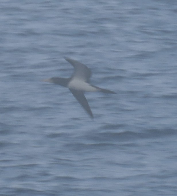 Brown Booby - ML620471821