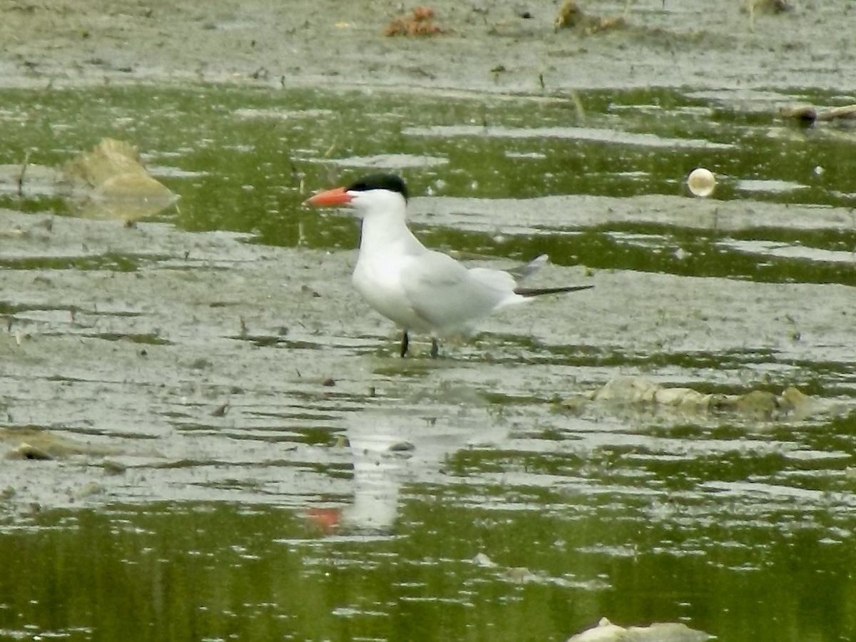 Caspian Tern - ML620471831