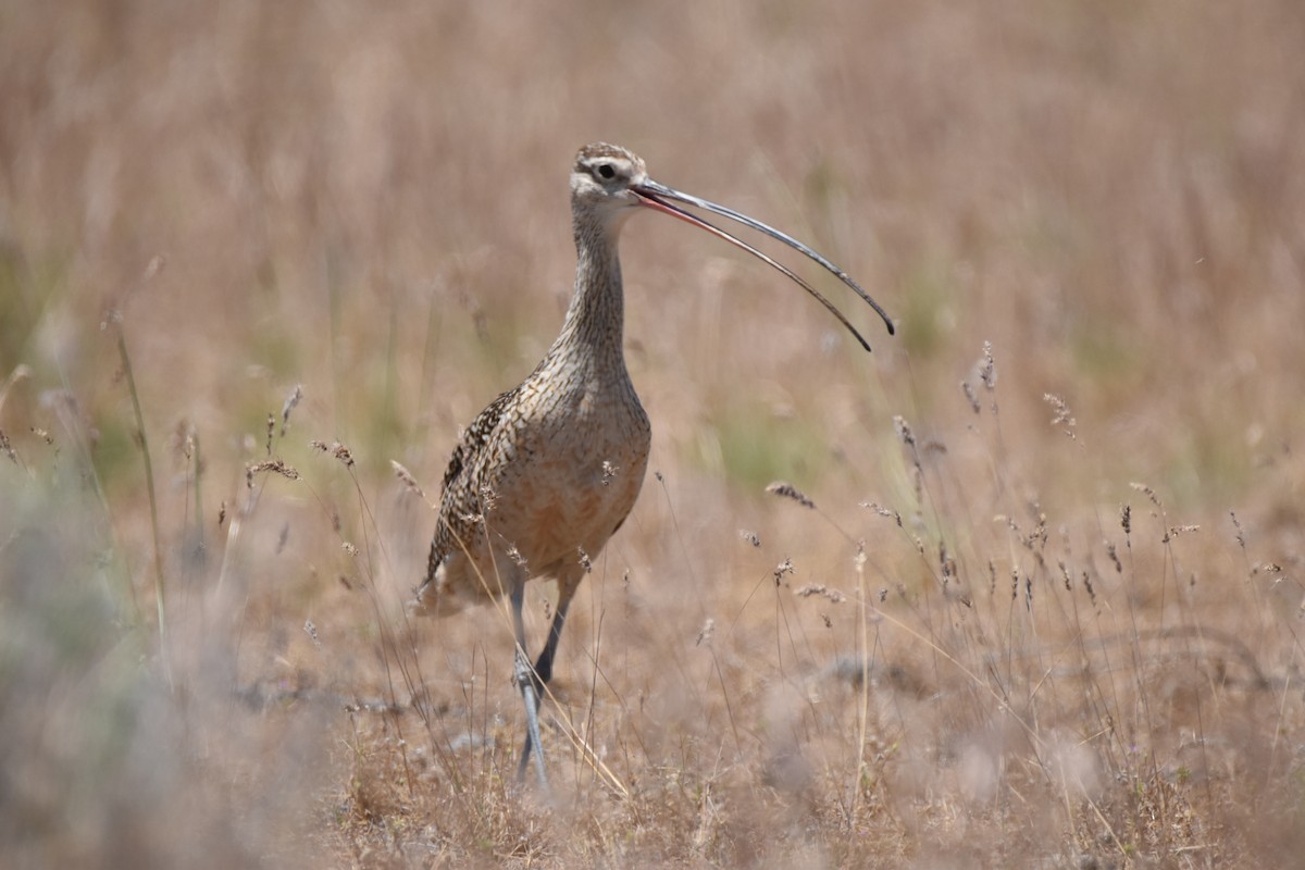 Long-billed Curlew - ML620471833