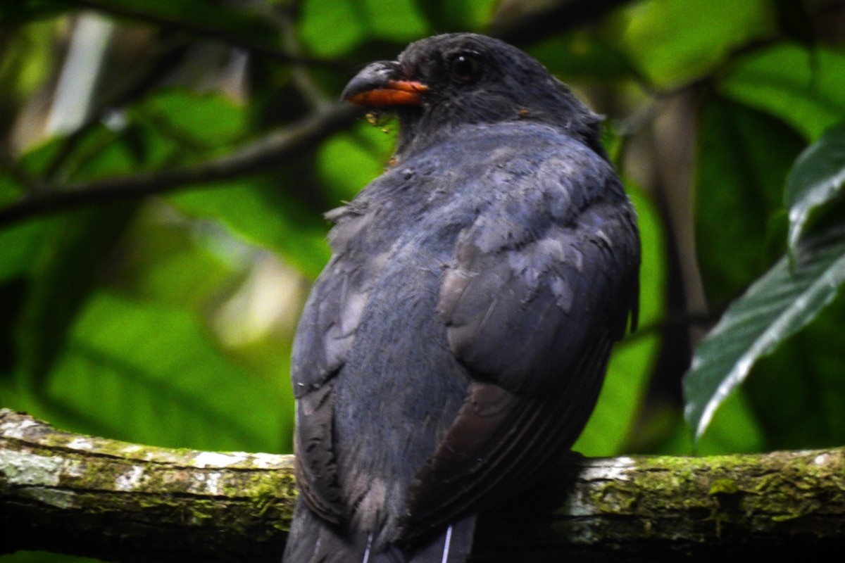 Slaty-tailed Trogon - ML620471836