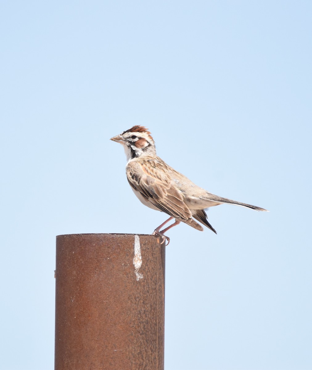 Lark Sparrow - ML620471840