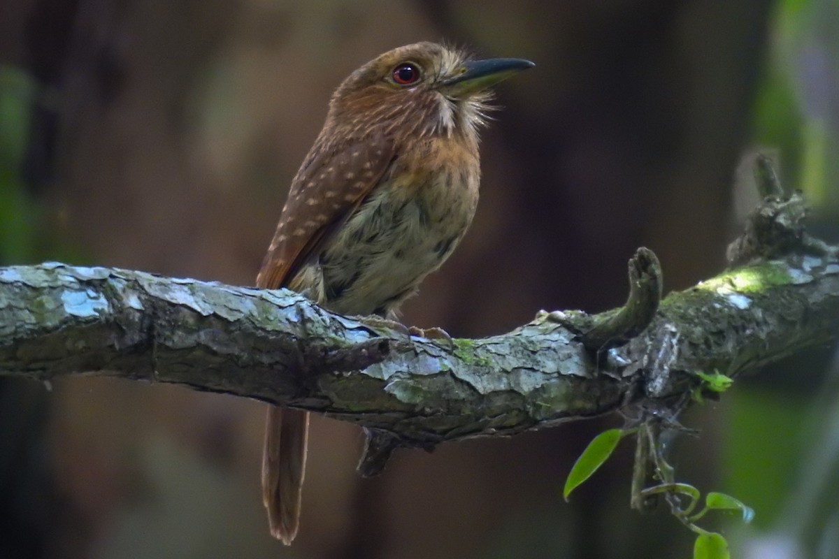 White-whiskered Puffbird - ML620471844