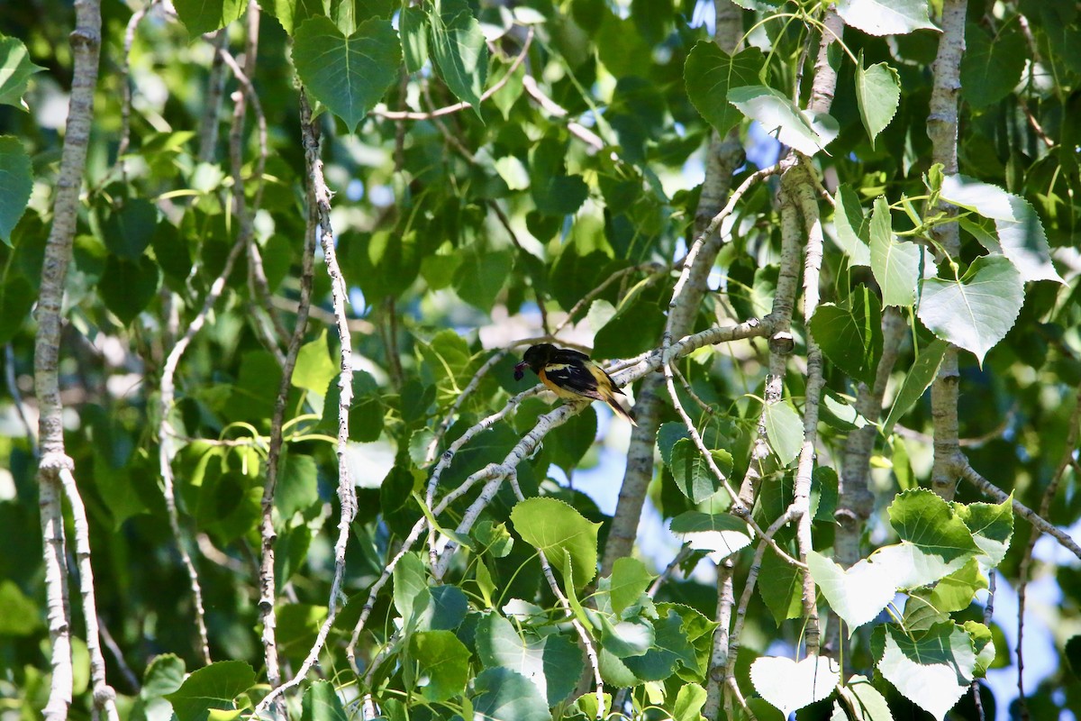 Baltimore Oriole - ML620471845