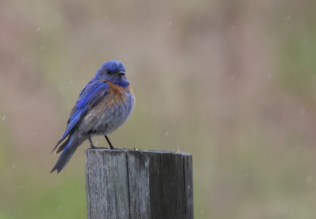 Western Bluebird - ML620471848