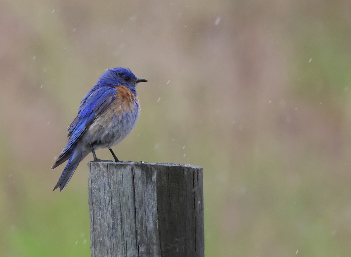 Western Bluebird - ML620471849