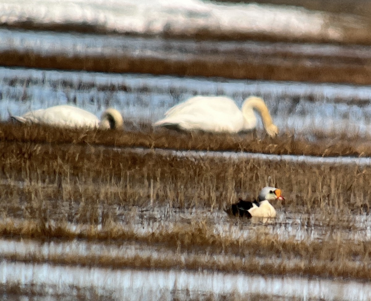 King Eider - ML620471858