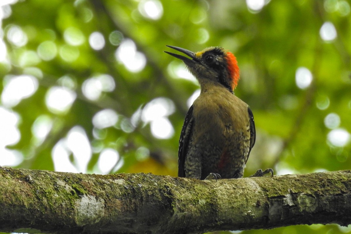 Black-cheeked Woodpecker - ML620471862