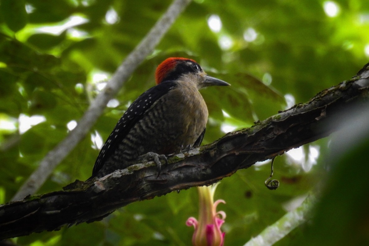 Black-cheeked Woodpecker - ML620471863