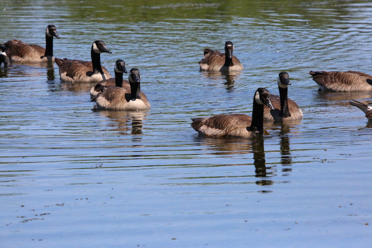 Canada Goose - ML620471865