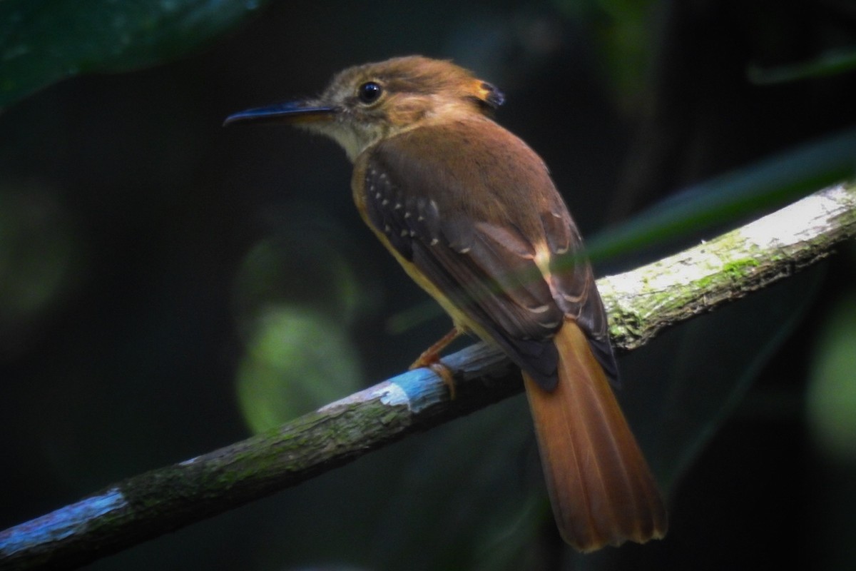 Tropical Royal Flycatcher - ML620471869