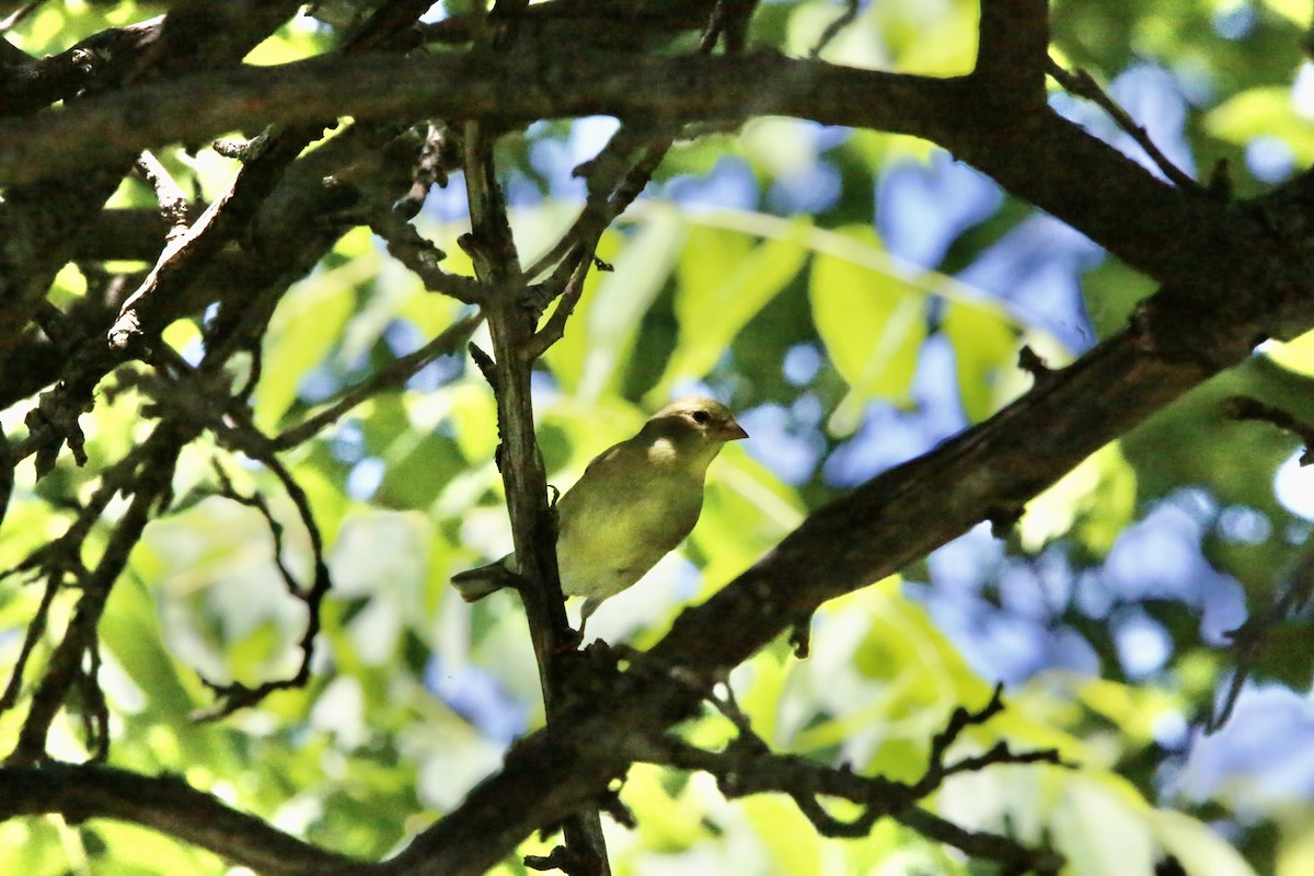 American Goldfinch - ML620471873