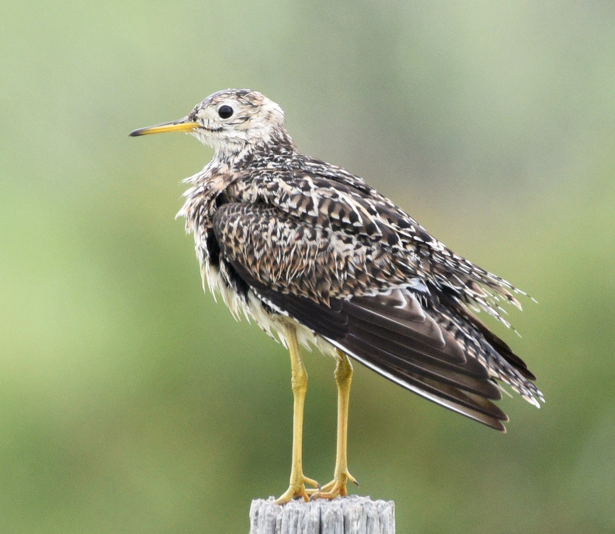 Upland Sandpiper - Steven Mlodinow