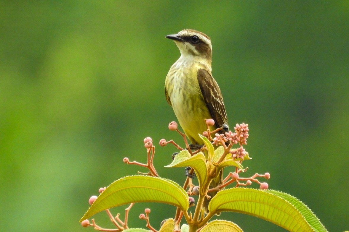 Piratic Flycatcher - ML620471881