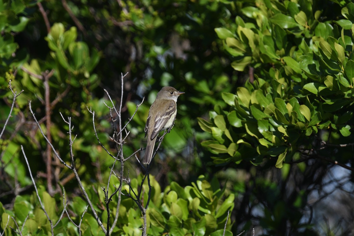 Willow Flycatcher - ML620471886