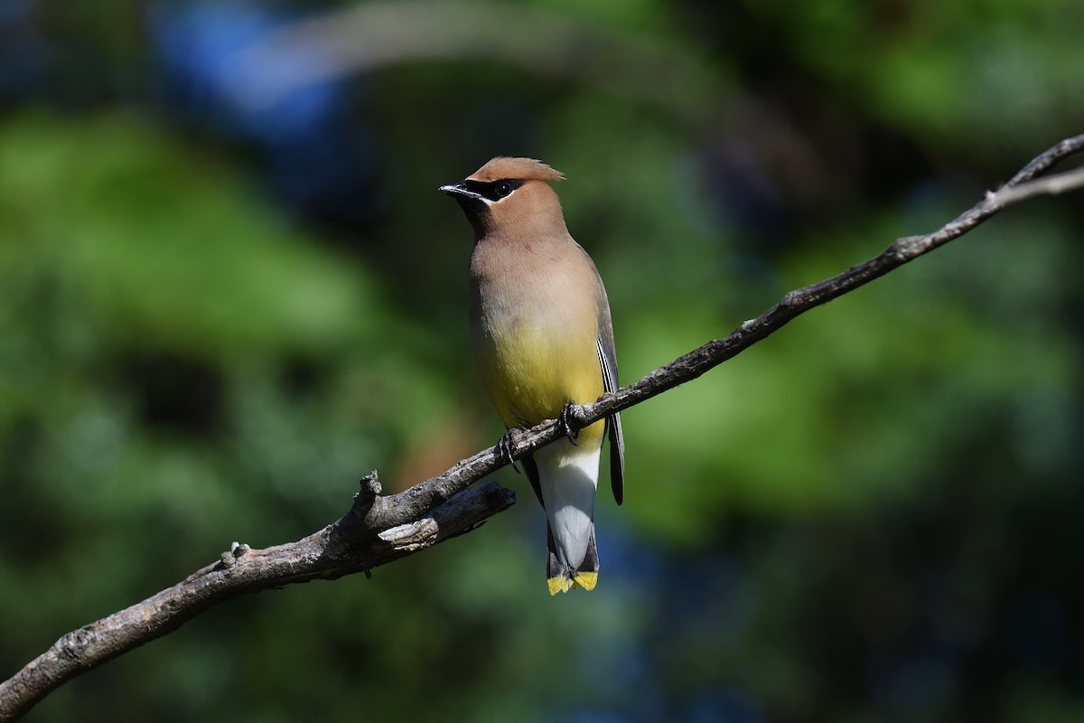 Cedar Waxwing - ML620471891