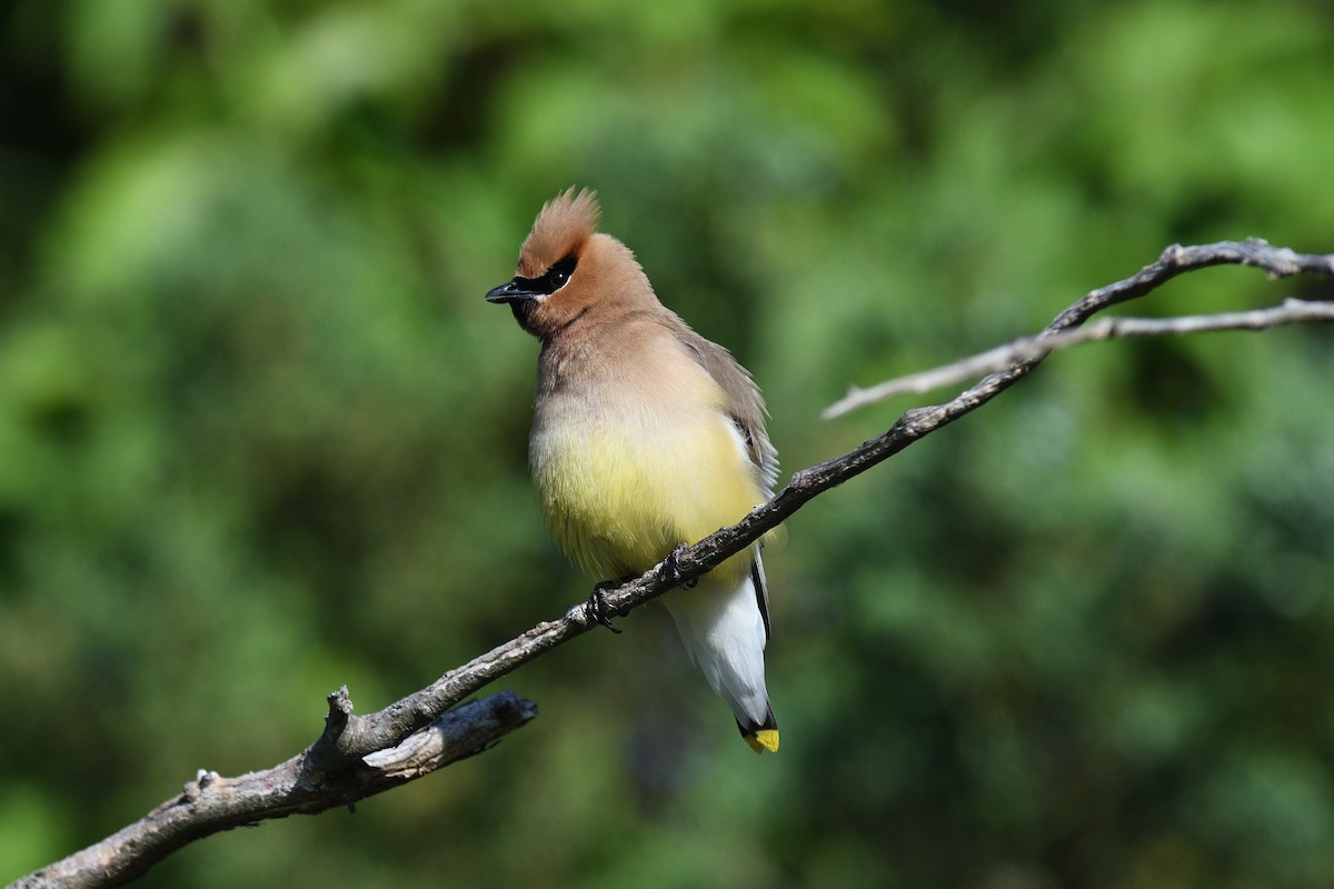 Cedar Waxwing - ML620471894