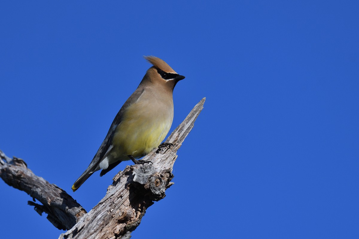 Cedar Waxwing - ML620471896