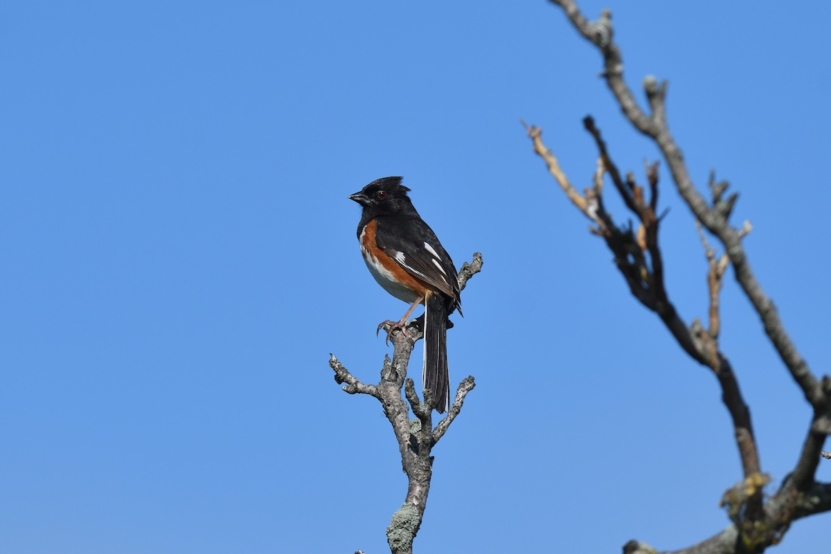 Eastern Towhee - ML620471900