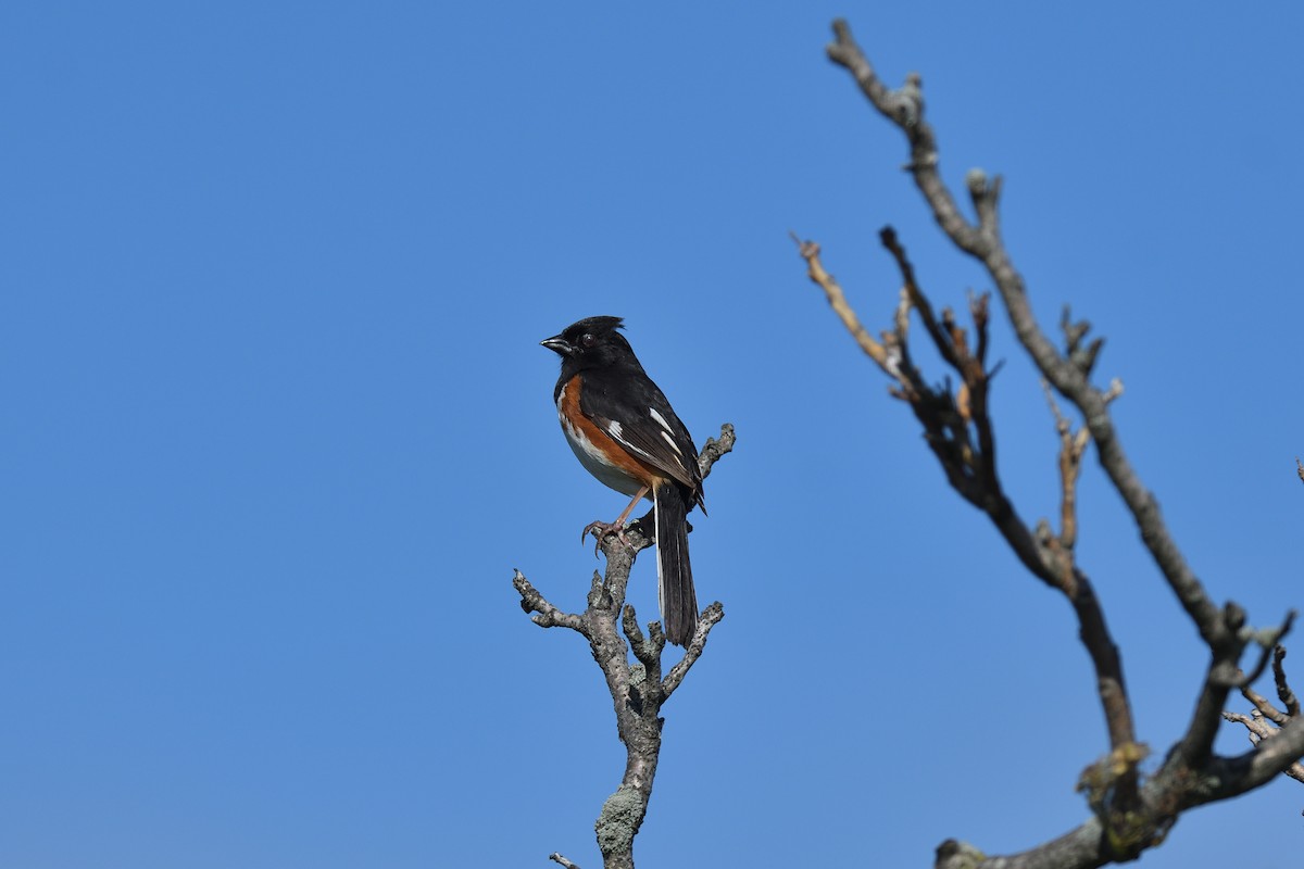 Eastern Towhee - ML620471905