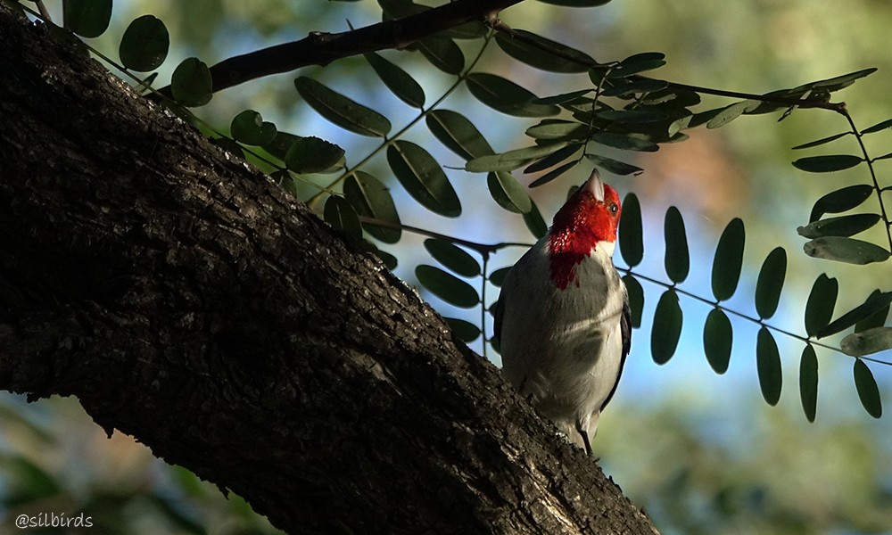 Red-crested Cardinal - ML620471913