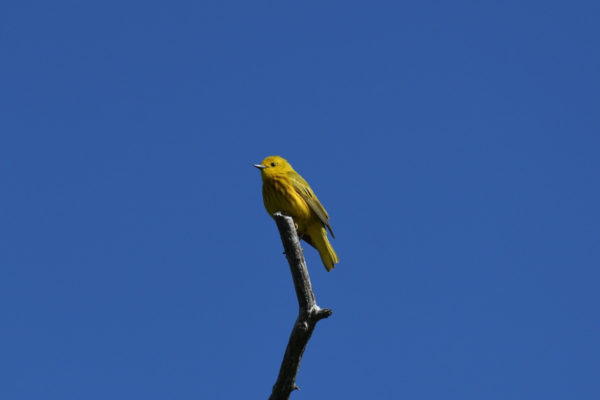 Yellow Warbler (Northern) - ML620471914
