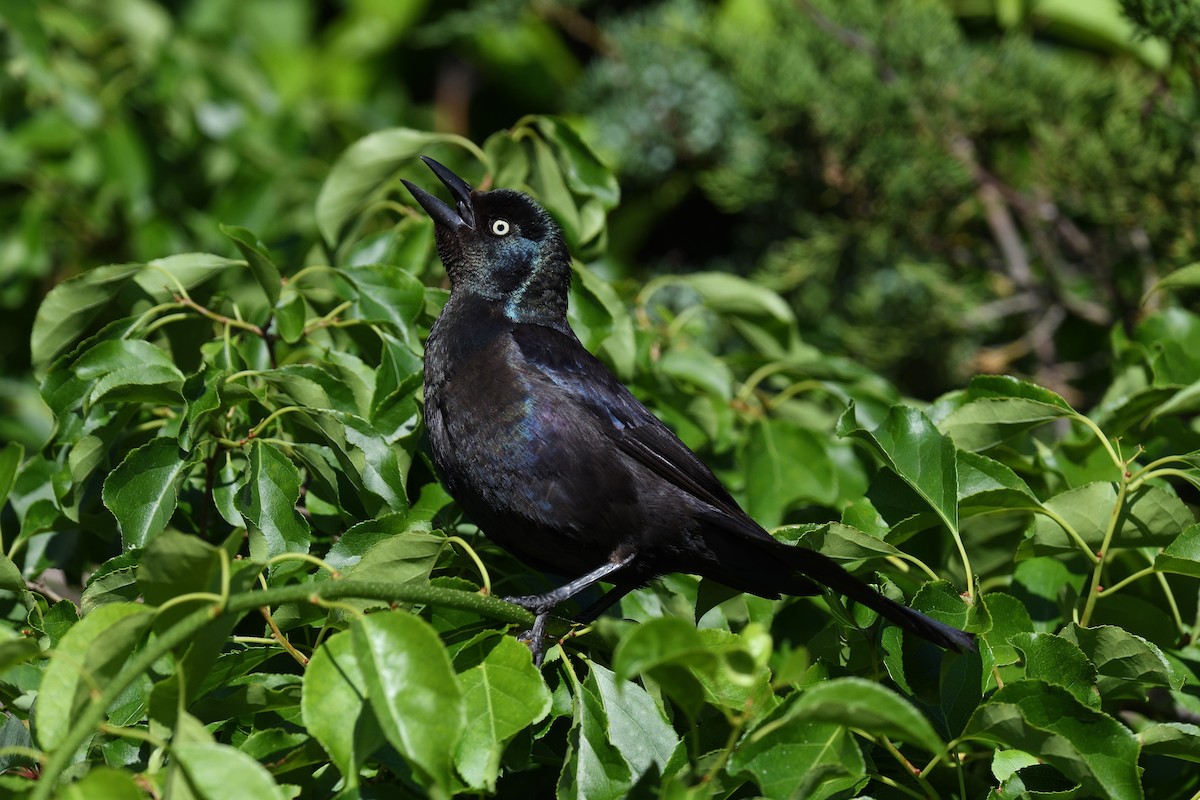 Common Grackle - ML620471916