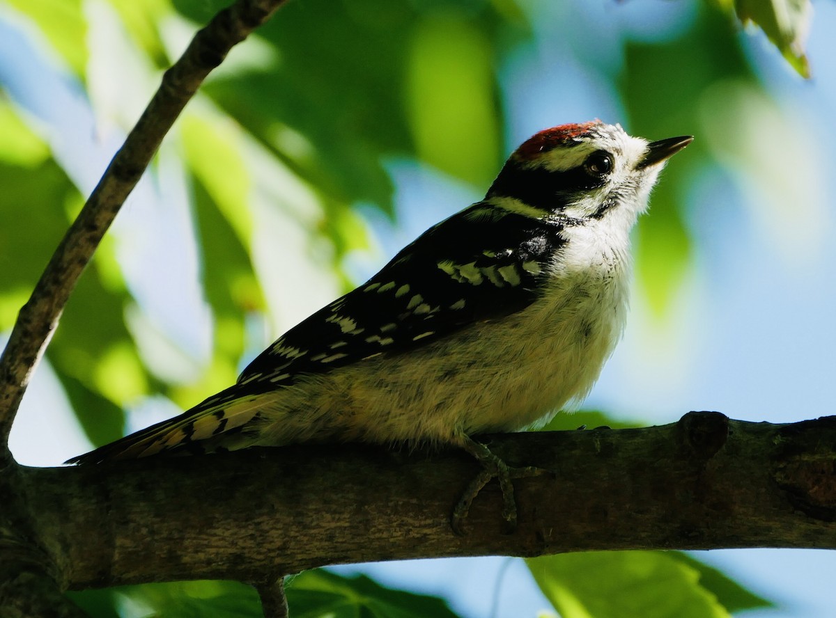 Downy Woodpecker - ML620471919