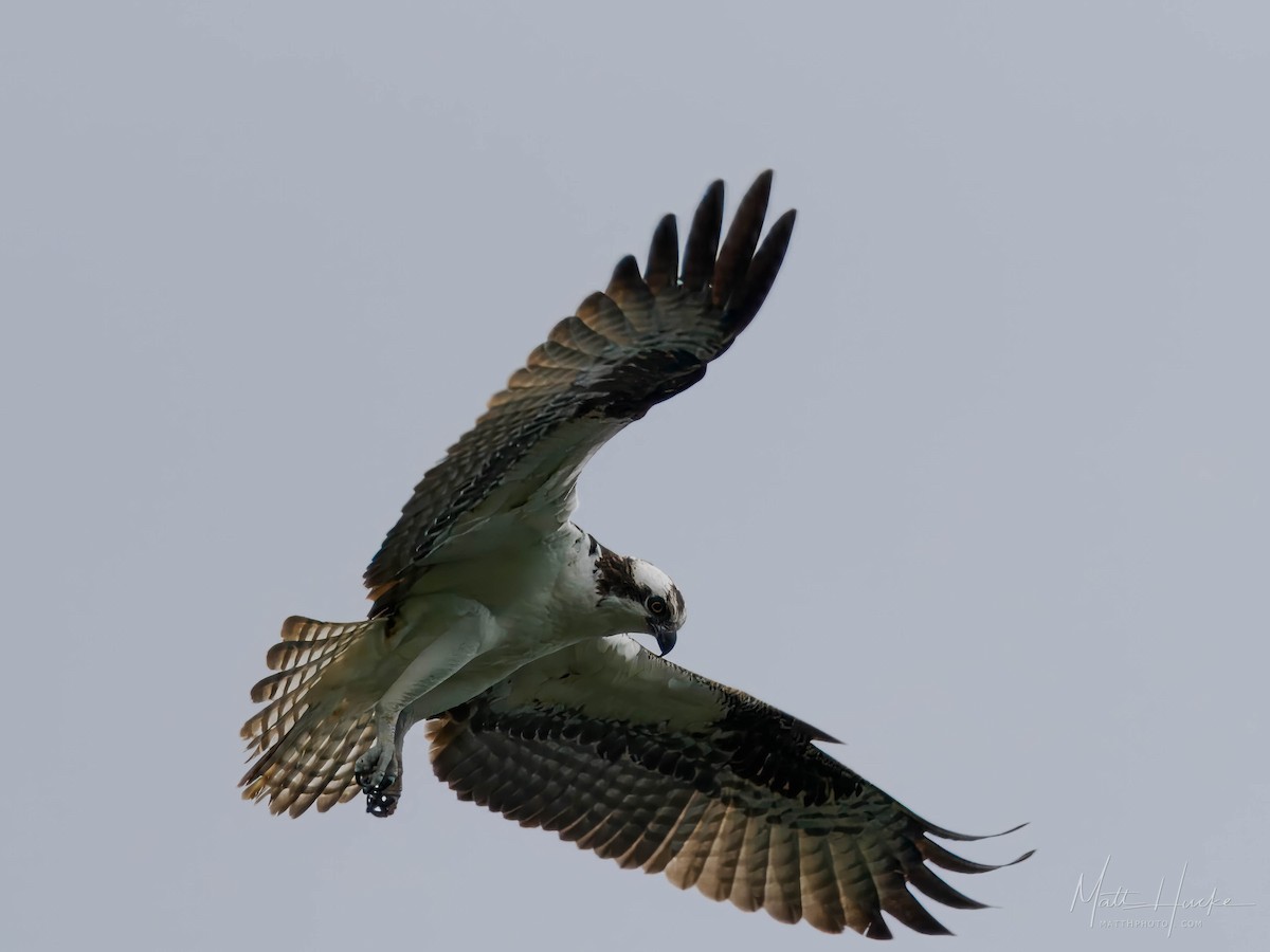 Águila Pescadora - ML620471920