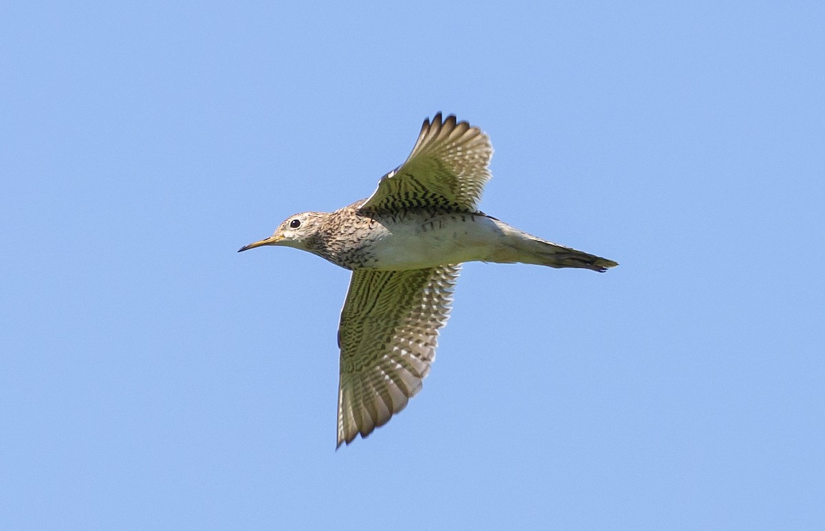 Upland Sandpiper - ML620471926