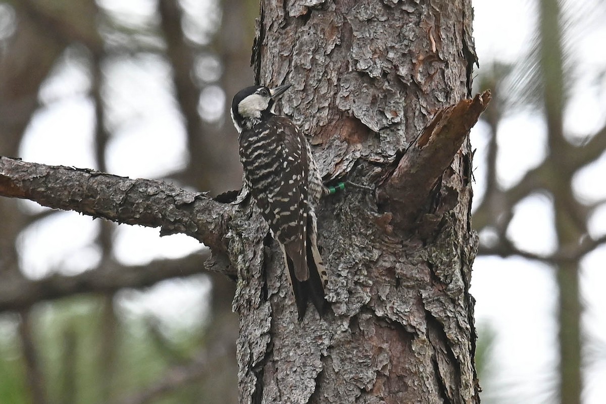 Red-cockaded Woodpecker - ML620471933