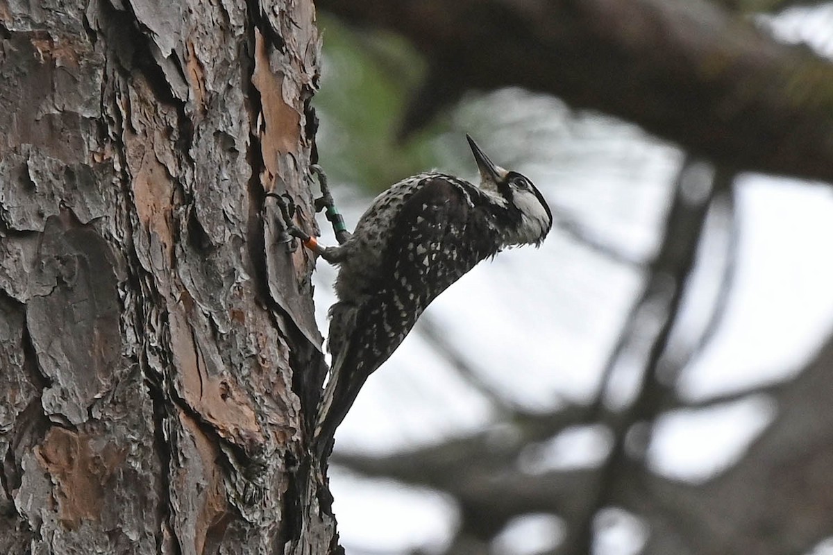 Red-cockaded Woodpecker - ML620471934