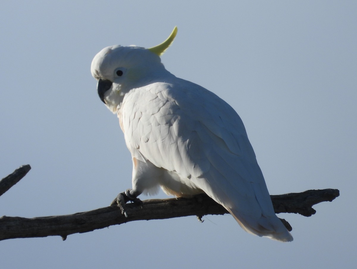 Sulphur-crested Cockatoo - ML620471938