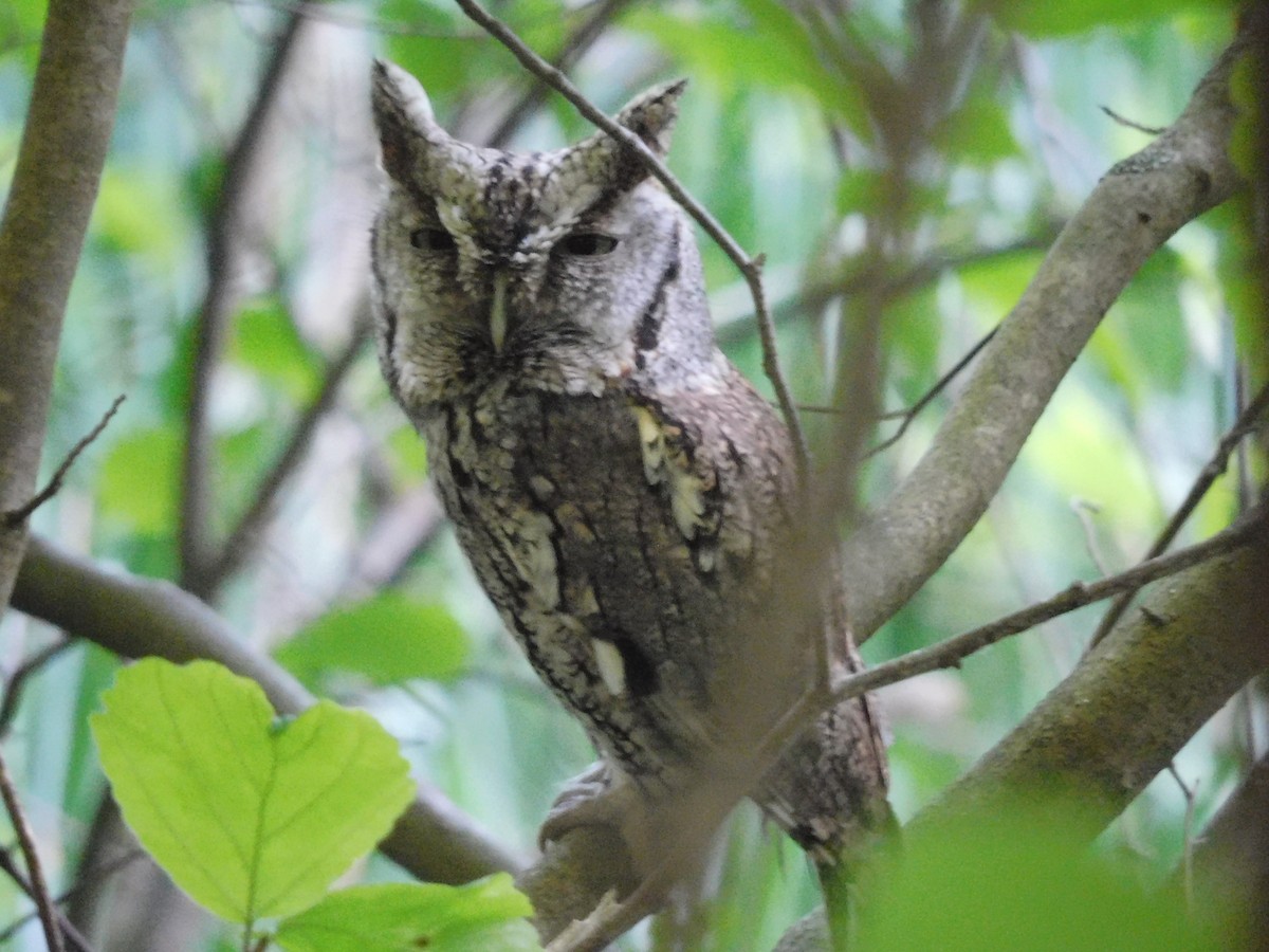 Eastern Screech-Owl - ML620471939