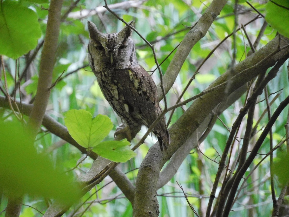 Eastern Screech-Owl - ML620471940