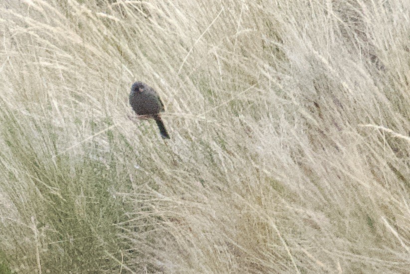 Plain-colored Seedeater - ML620471943