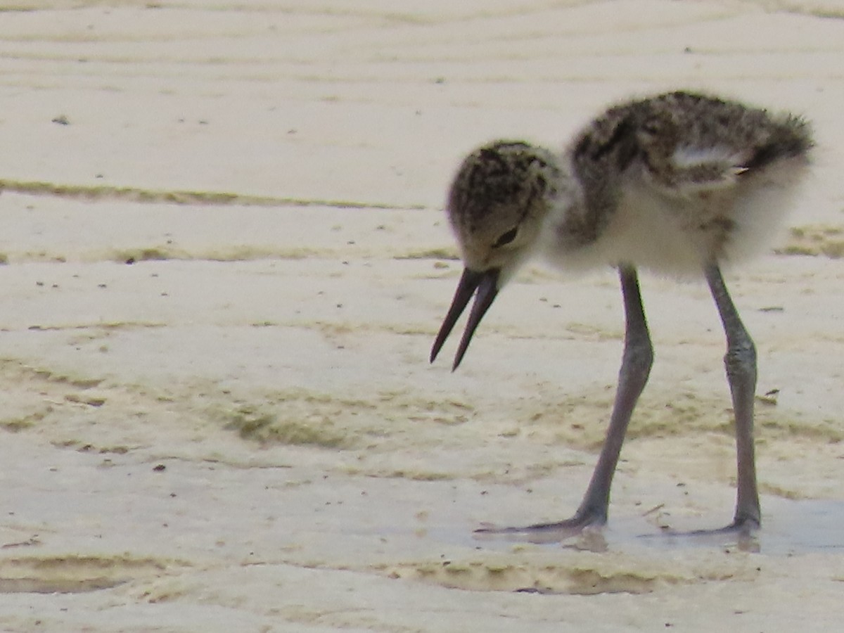 Black-necked Stilt - ML620471953