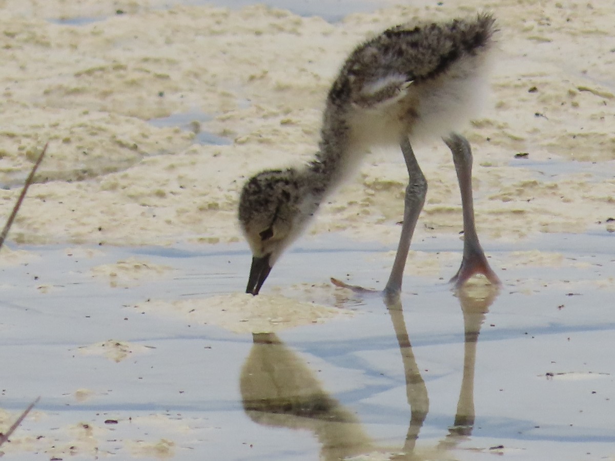 Black-necked Stilt - ML620471954