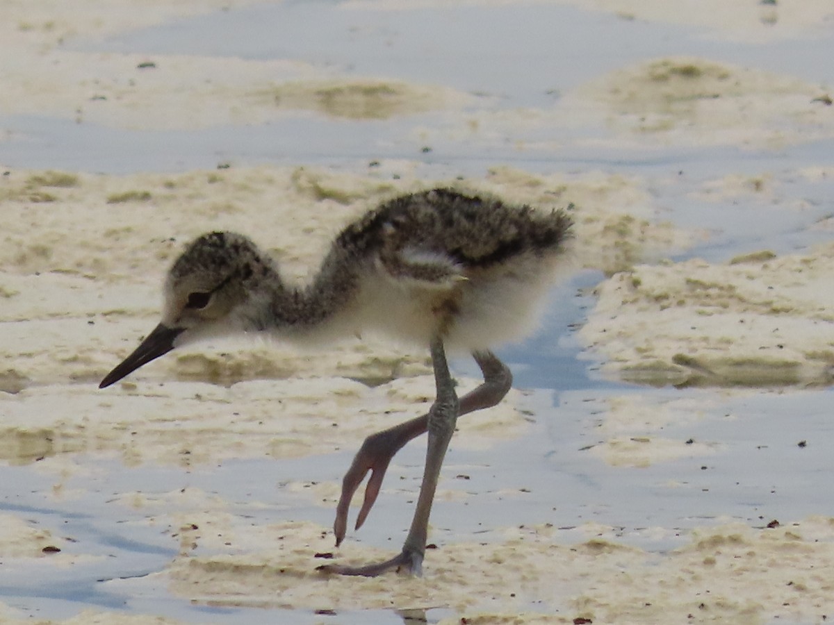 Black-necked Stilt - ML620471957