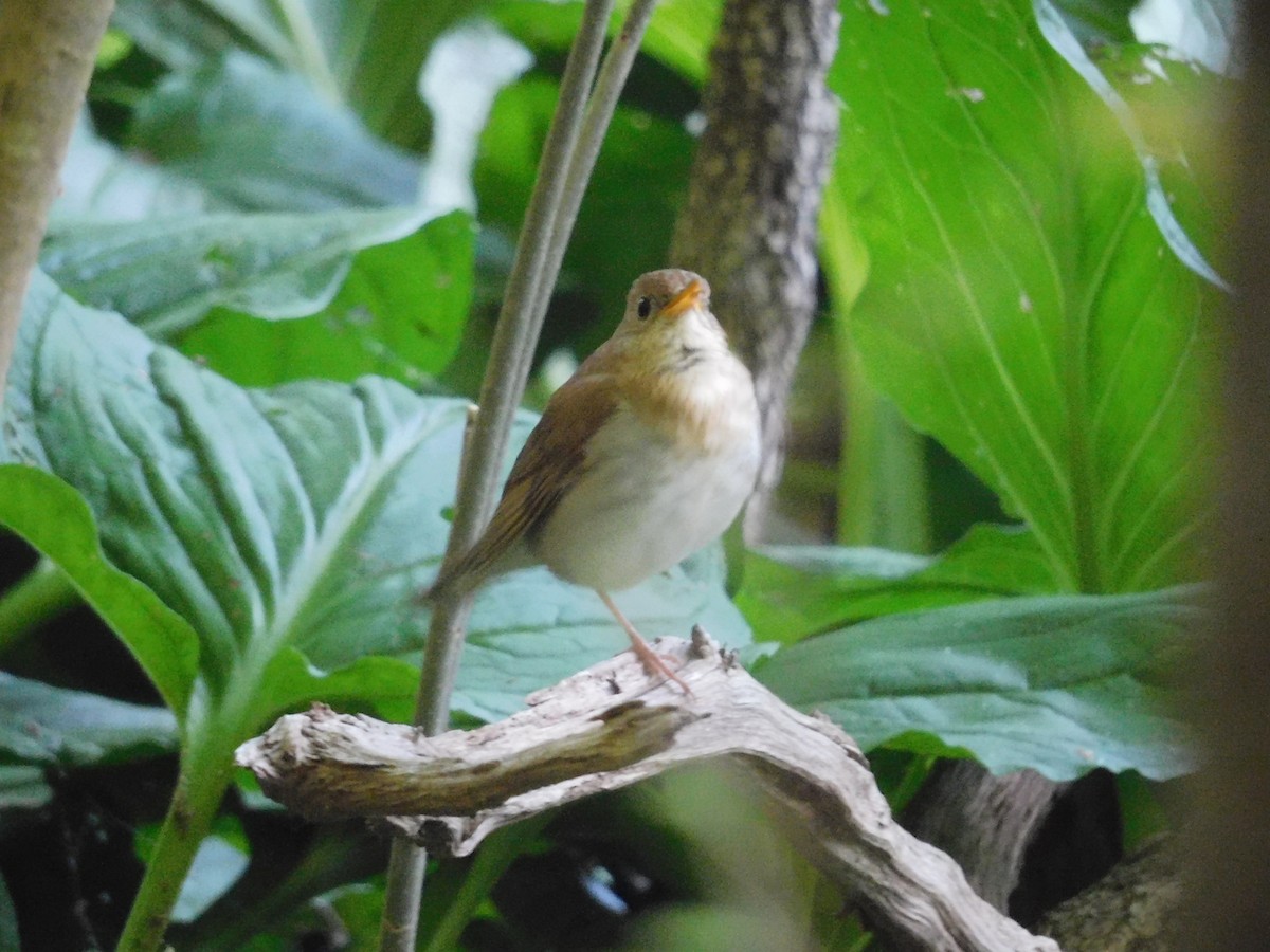 Veery - ML620471960