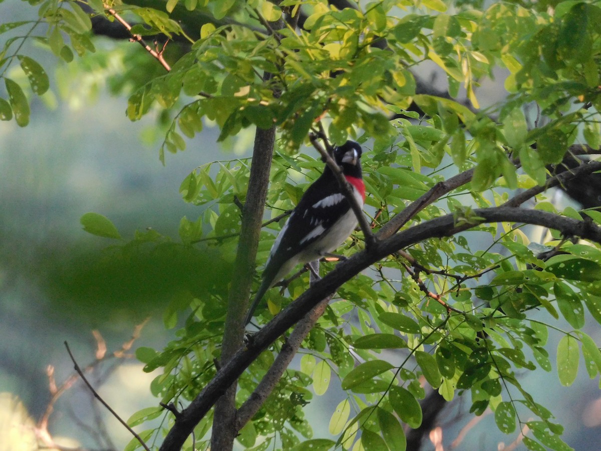 Rose-breasted Grosbeak - ML620471963