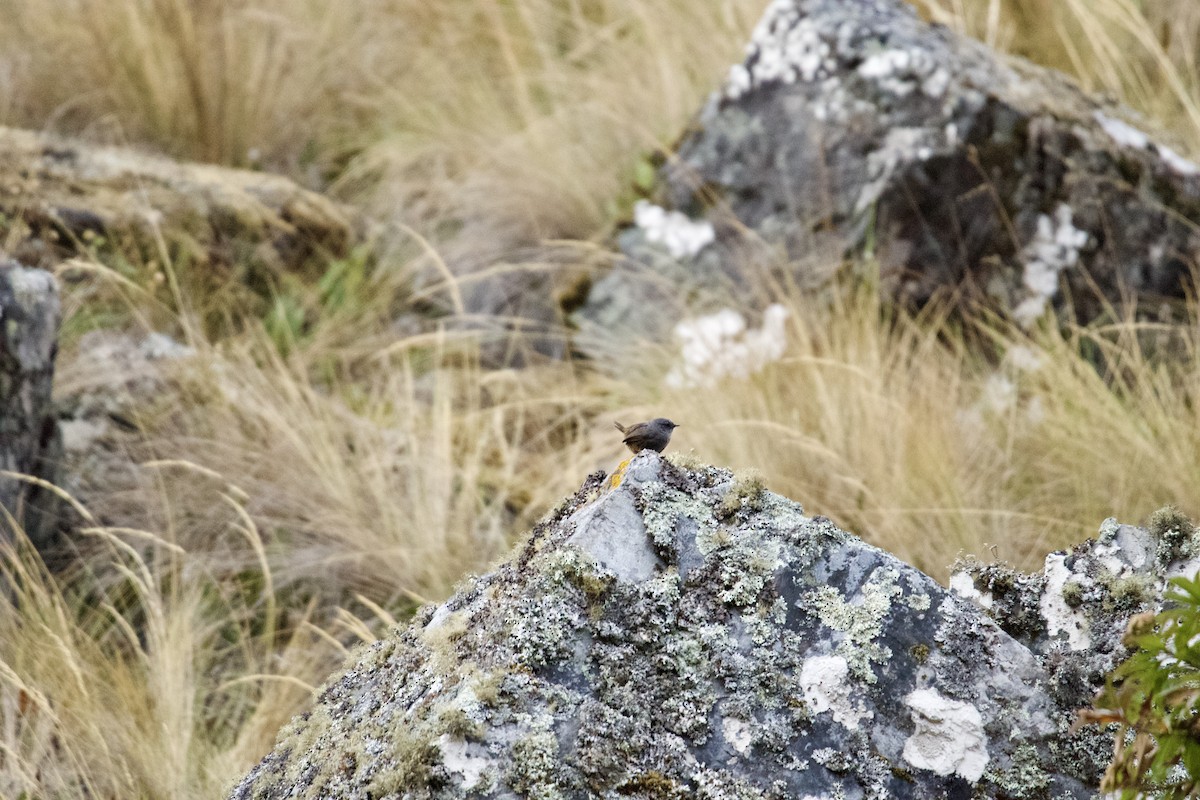 Puna Tapaculo - ML620471964