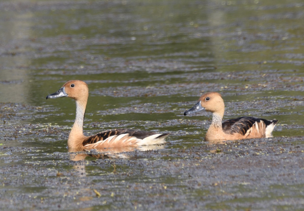 Fulvous Whistling-Duck - ML620471965
