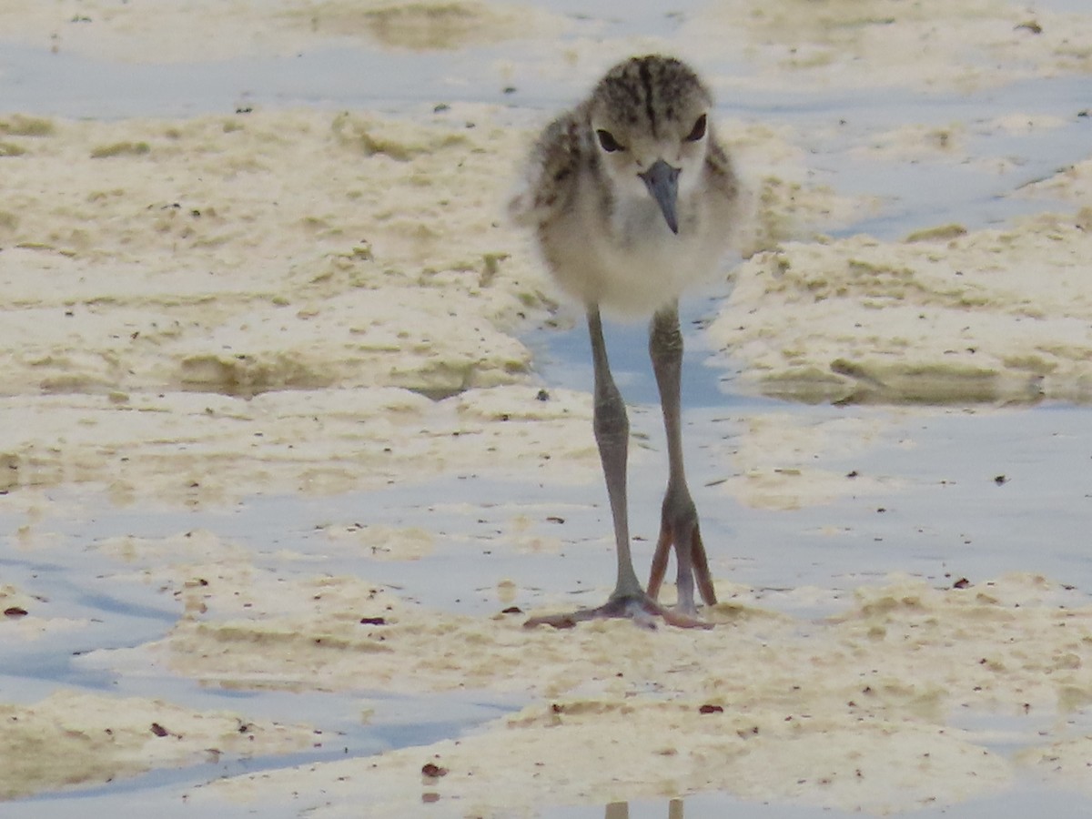 Black-necked Stilt - ML620471966