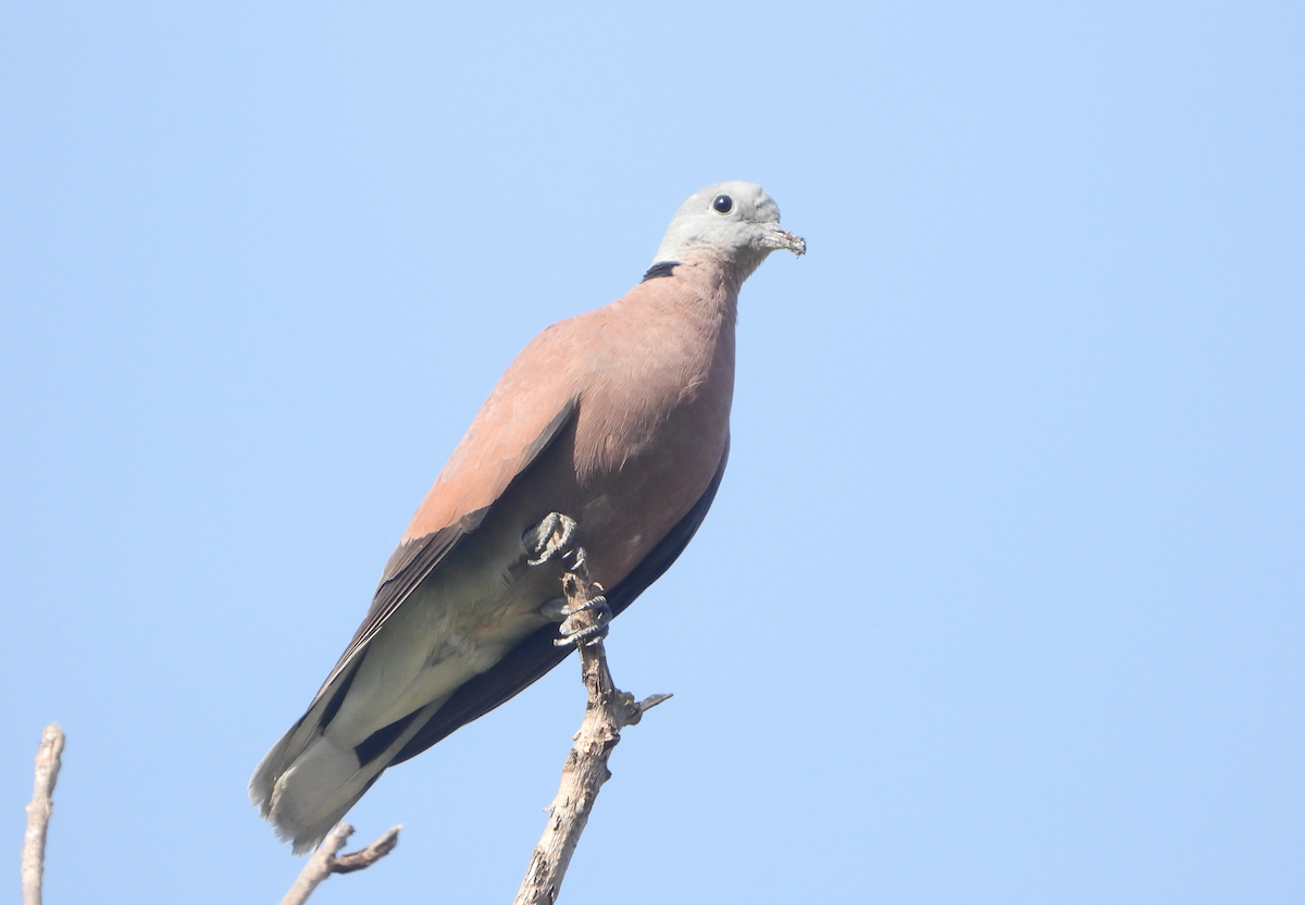 Red Collared-Dove - Alfred McLachlan-Karr