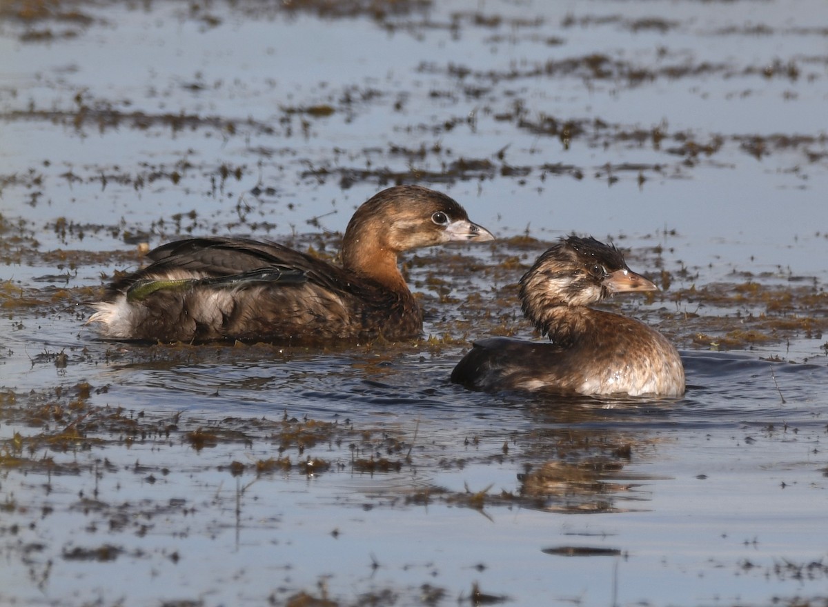 Pied-billed Grebe - ML620471971