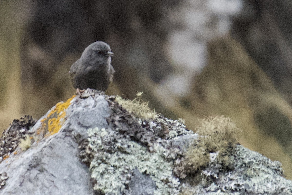 Puna Tapaculo - ML620471973