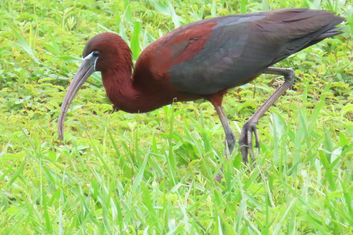 ibis hnědý - ML620471975